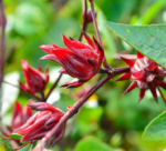 Rosa de Jamaica