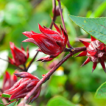 Rosa de Jamaica
