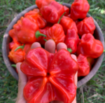 Chile Campana