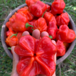 Chile Campana