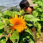 Girasol Goldy Doble