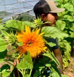 Girasol Goldy Doble