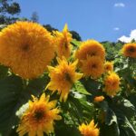 Girasol Goldy Doble - Imagen 3
