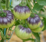 Tomate Belleza Azul - Imagen 2