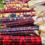 Maíz Montaña pintada