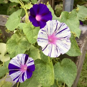 Ipomoea Carnaval de venecia