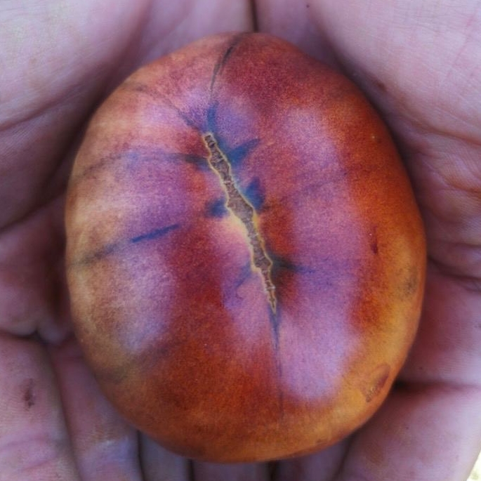 Copia de Tomate castaña chocolate – Semillas Plantae