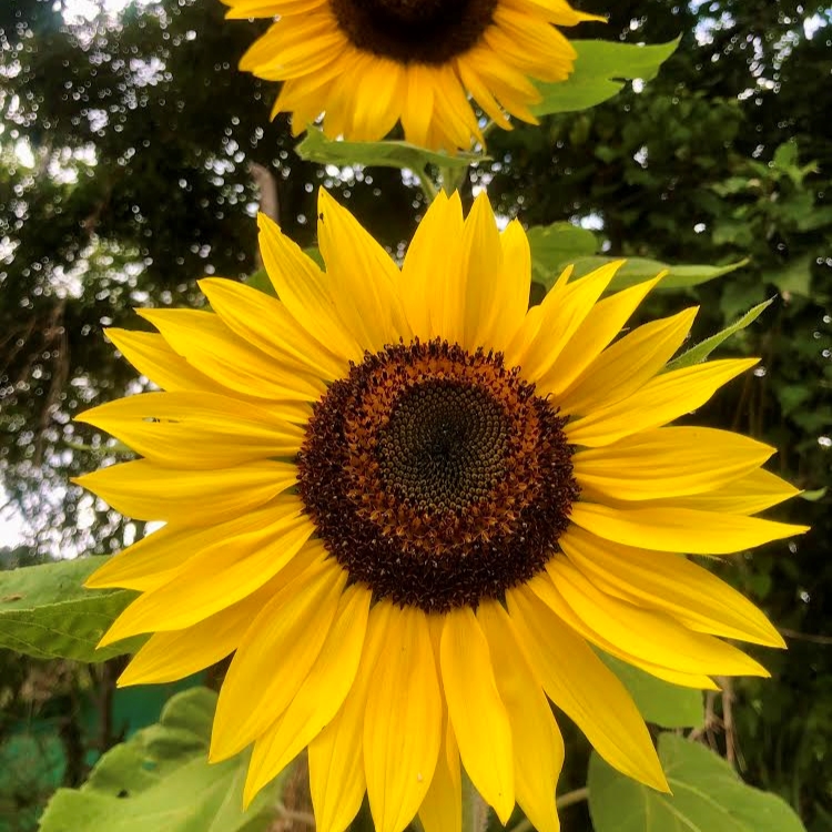 Girasol gigante montaña – Semillas Plantae