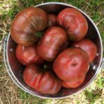 Tomate Berkeley Rosa