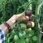 Tomate Cherry Chocolate