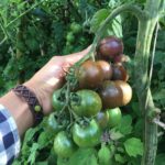 Tomate Cherry Chocolate