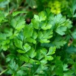 Perejil Italiano FP - Imagen 3