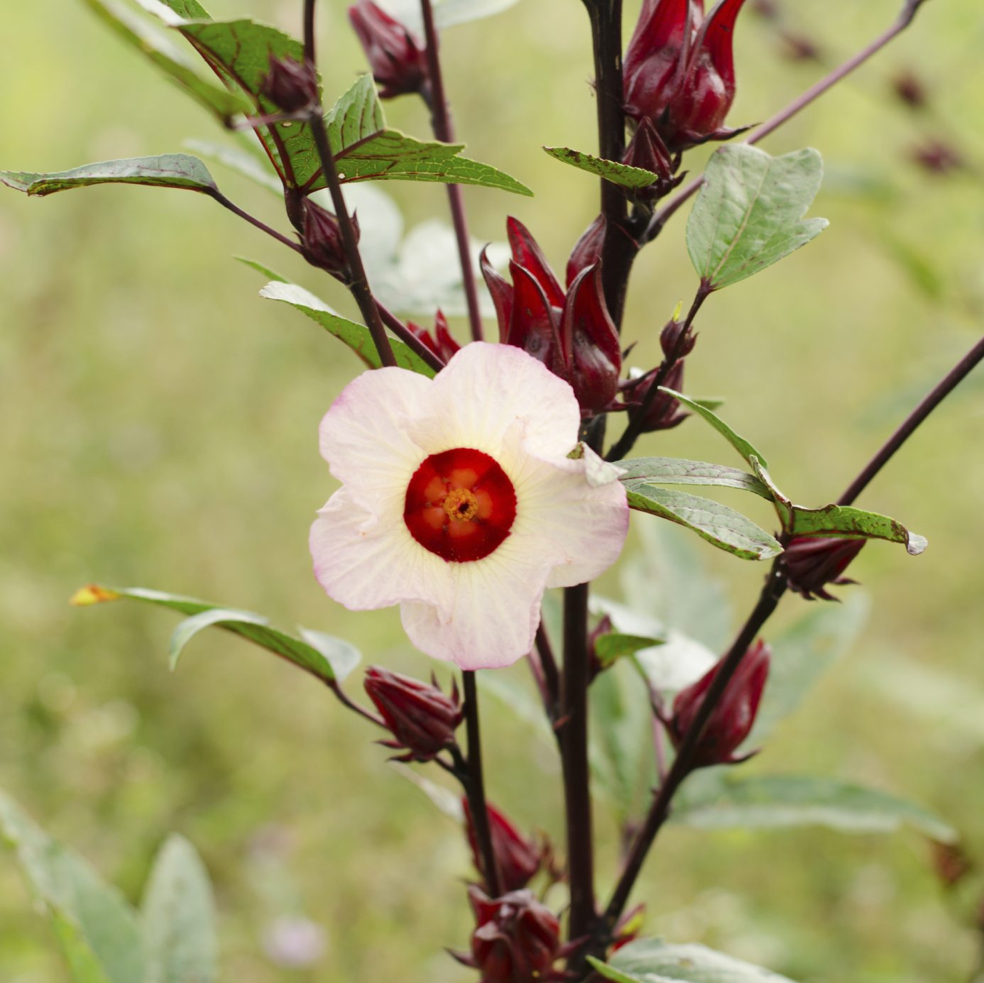 Rosa de Jamaica – Semillas Plantae