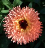 Caléndula Zeoluces FP - Imagen 3