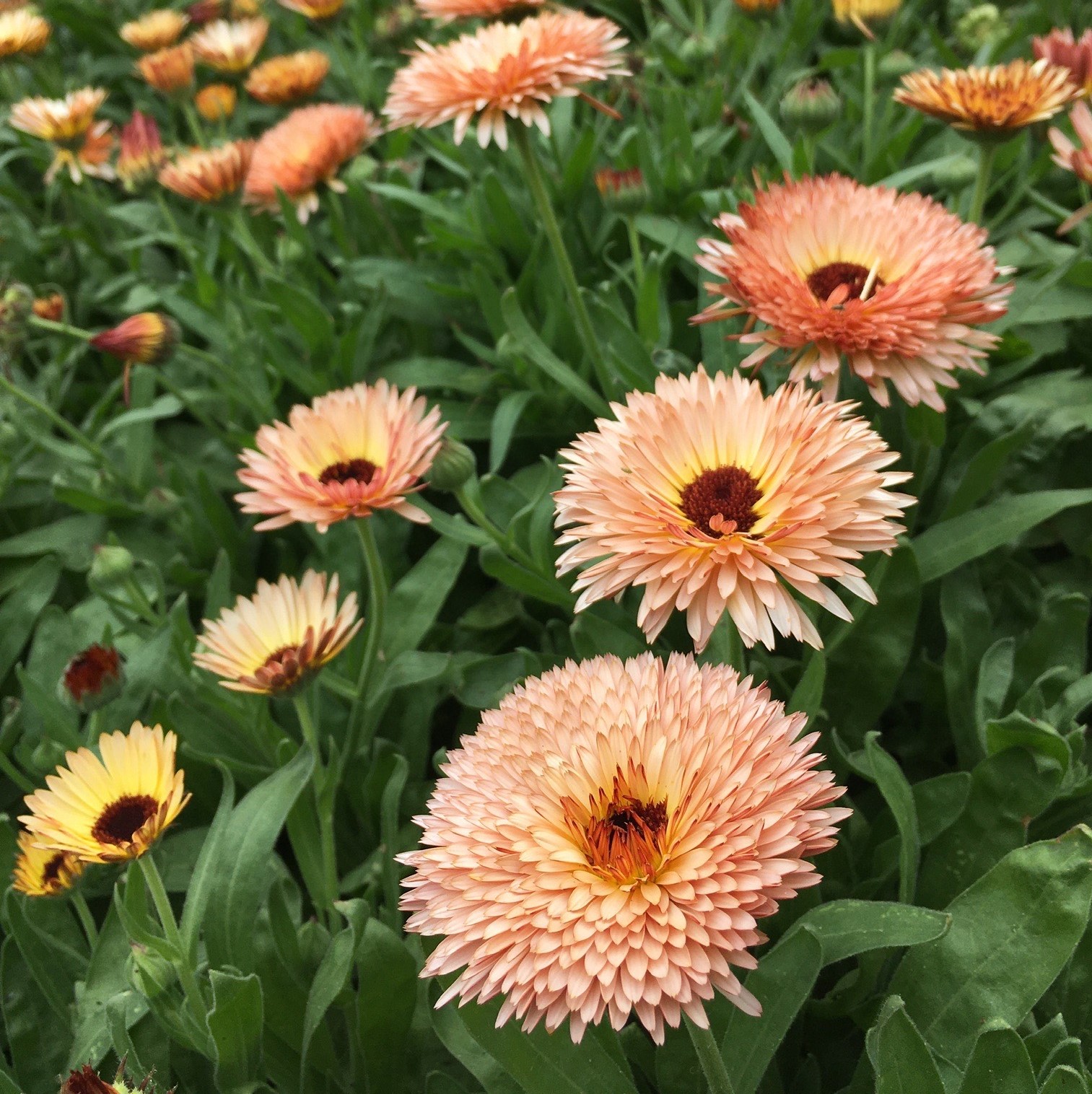 calendula 3 Semillas Plantae