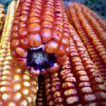 Maíz Cuarenteno Solar