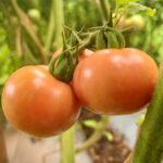 Tomate Cherry Diamante Rosa