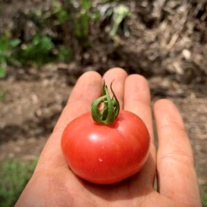 Tomate cherry Rubí rojo