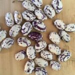 Frijol Huevo De Pájaro