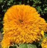 Girasol Goldy Doble - Imagen 2