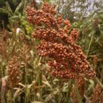 Sorgo rojo