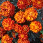Tagetes Enano