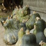 Ayote criollo San Ramón