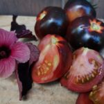 Tomate belleza negra