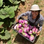 Berenjena Rosa Blanca FP - Imagen 2