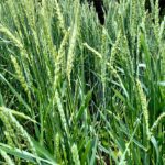 Trigo Dorado Francés