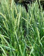 Trigo Dorado Francés