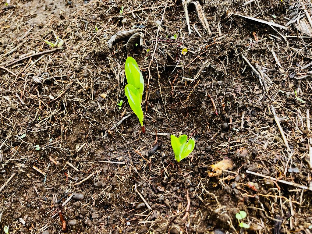 Imagen #1 de Sara Araya Barrantes