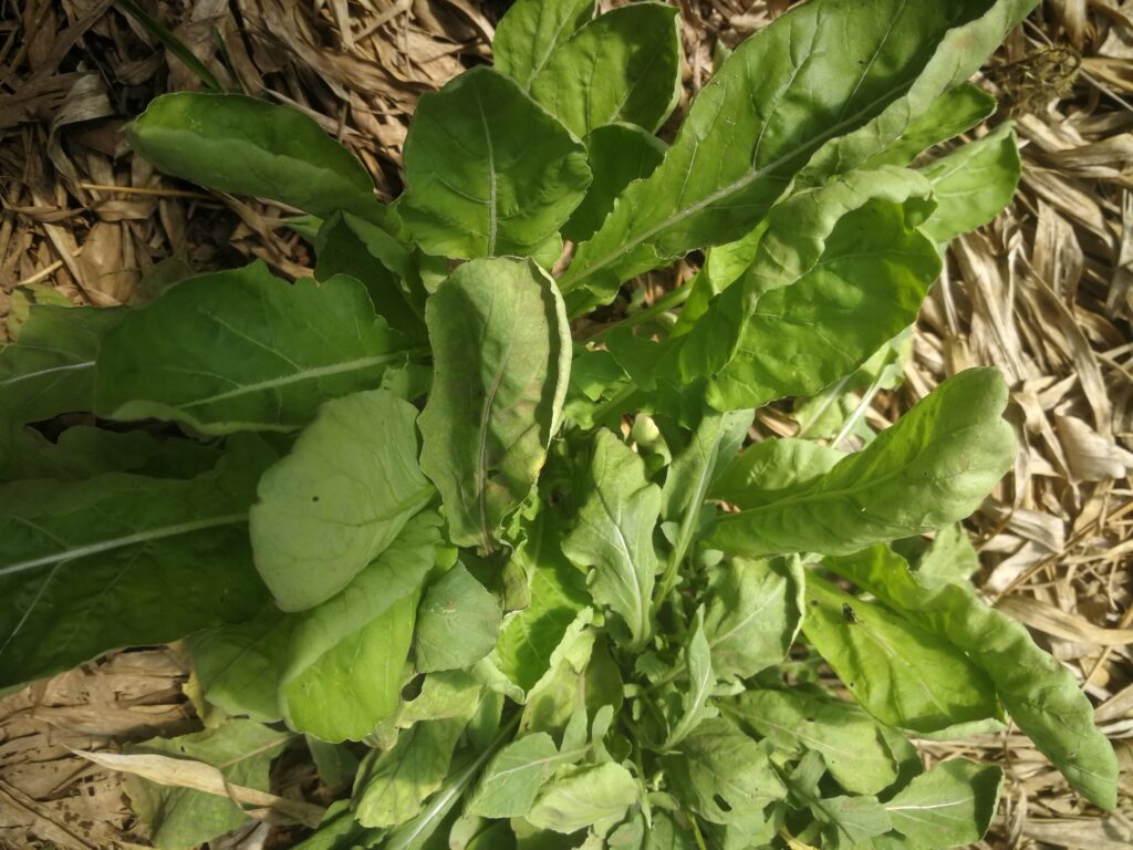 Imagen #1 de Hugo López