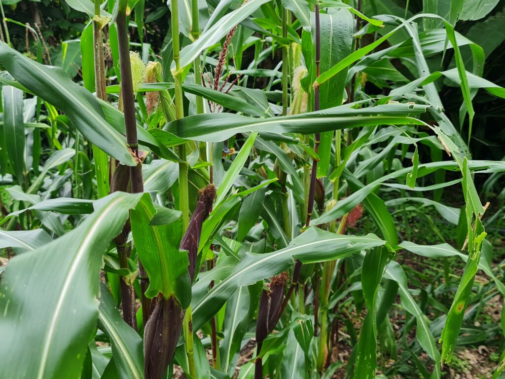 Imagen #1 de Rodrigo Fernandez