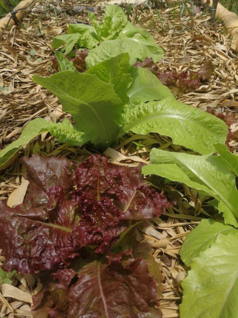 Imagen #1 de Hugo López