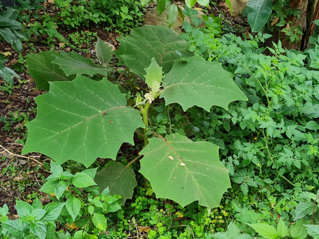 Imagen #2 de Rodrigo Fernandez