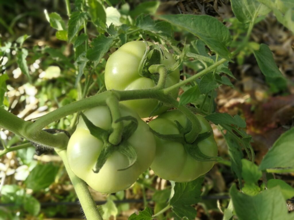 Imagen #1 de Hugo López