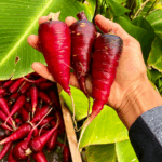 Zanahoria Cósmica Morada