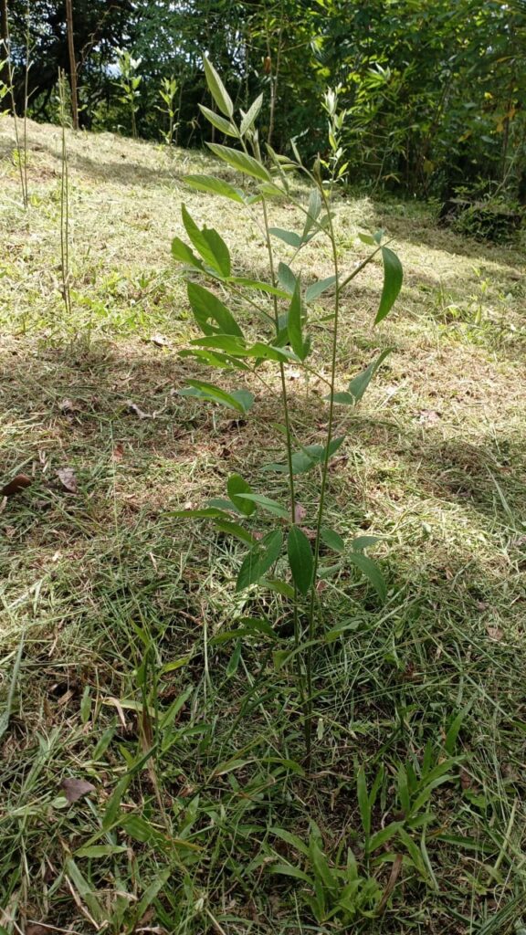 Imagen #1 de Albim Anchía Rojas