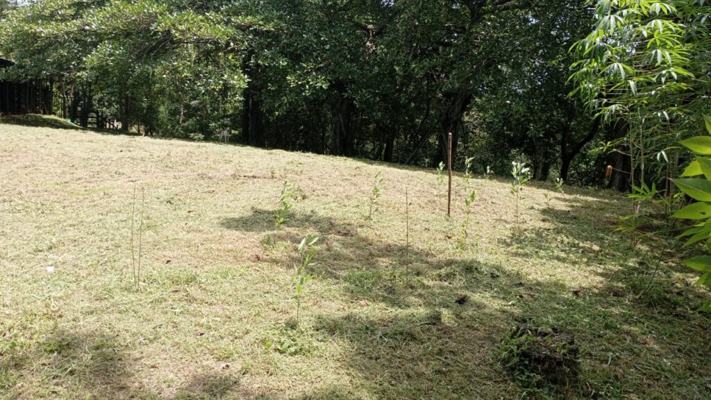 Imagen #2 de Albim Anchía Rojas