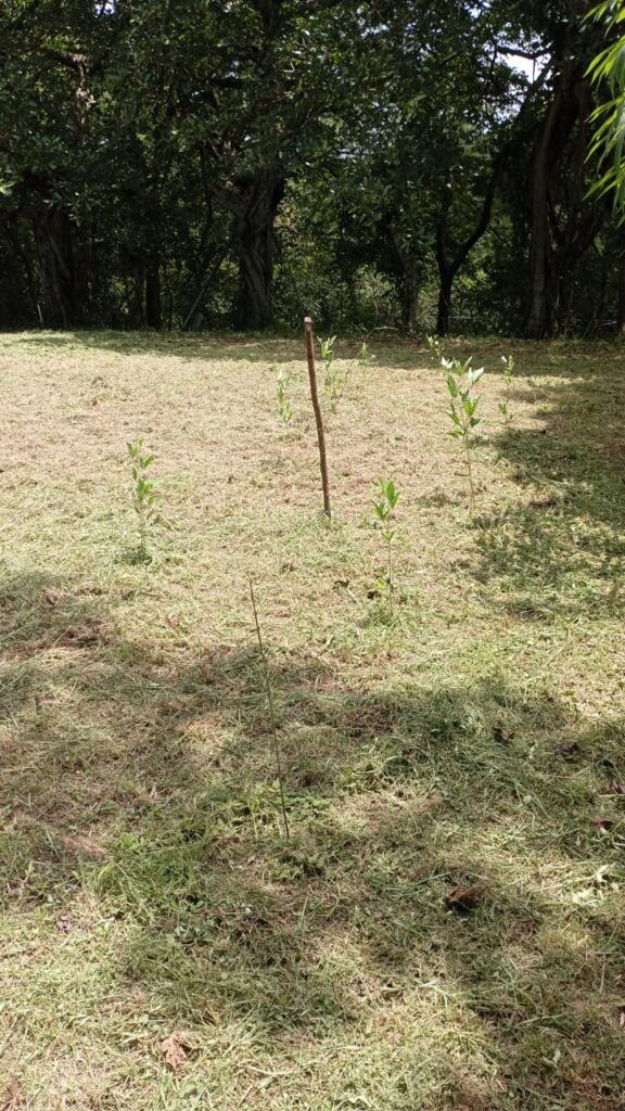 Imagen #3 de Albim Anchía Rojas