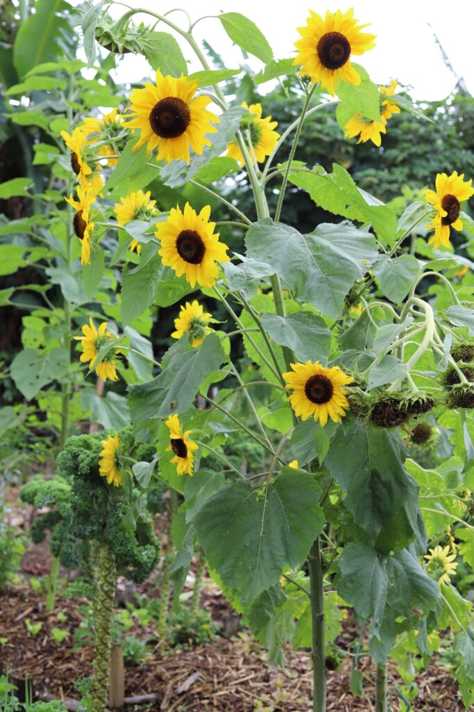 Imagen #1 de Mark Hare