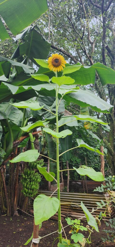 Imagen #1 de Oscar Davila