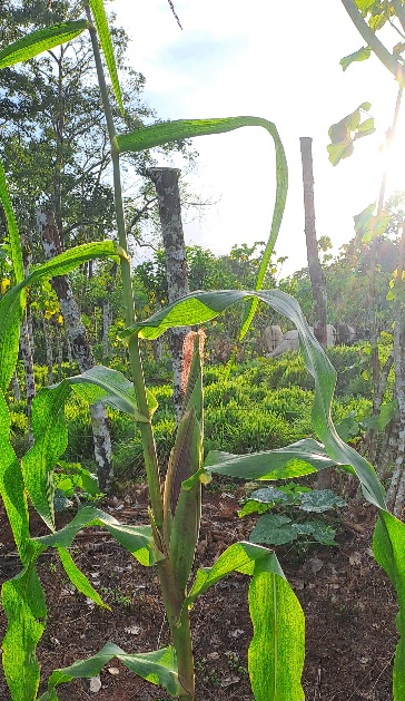 Imagen #1 de Natanael Arroyo Hernandez