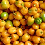 chile rocoto amarillo