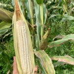 Maíz Nicaragua