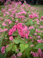 Trigo Sarraceno Rosado