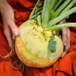 Rutabaga Amarilla