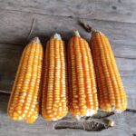 Maíz Criollo Amarillo