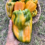 Chile Monstruo Amarillo